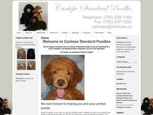 cantope-standard-poodles