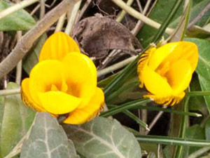 Early Spring