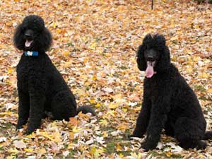 Poodle Club