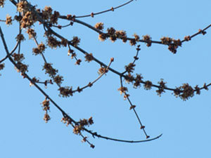 maple blossom time